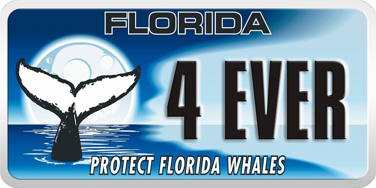 photo of protect florida whales license plate