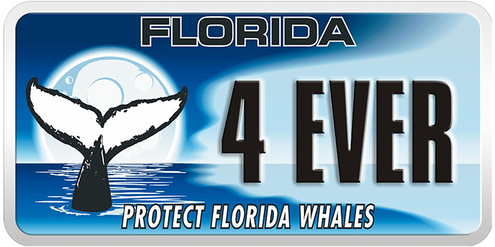 photo of protect florida whales specialty license plate